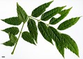 SpeciesSub: var. macrostachya